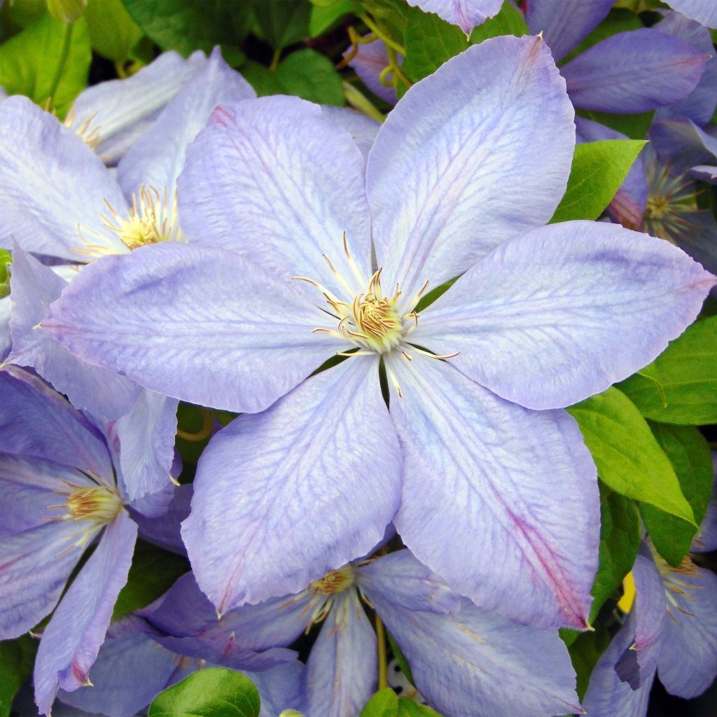 Clematis Mrs Cholmondeley