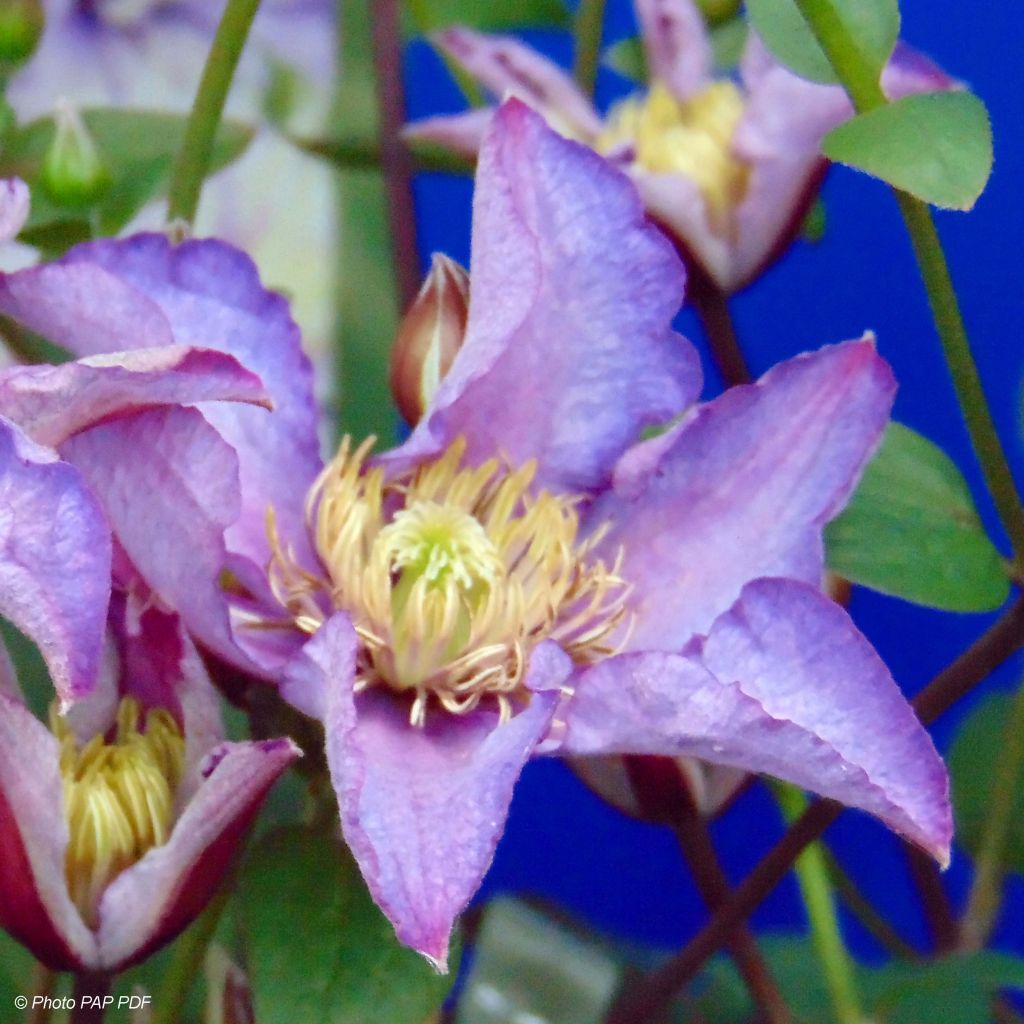 Clematis Exciting