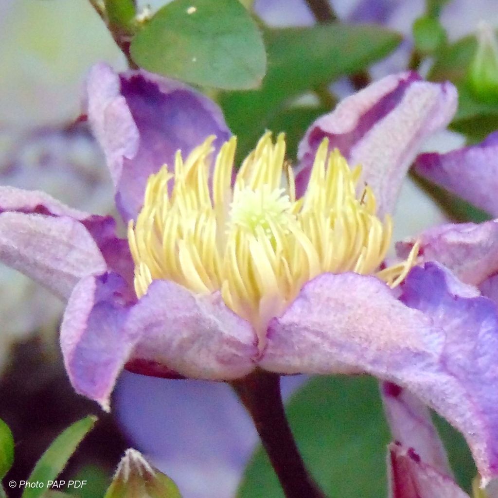 Clematis Exciting