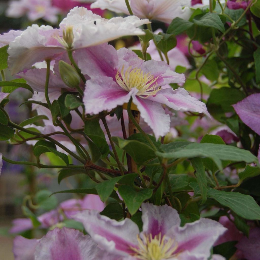 Clematis Piilu