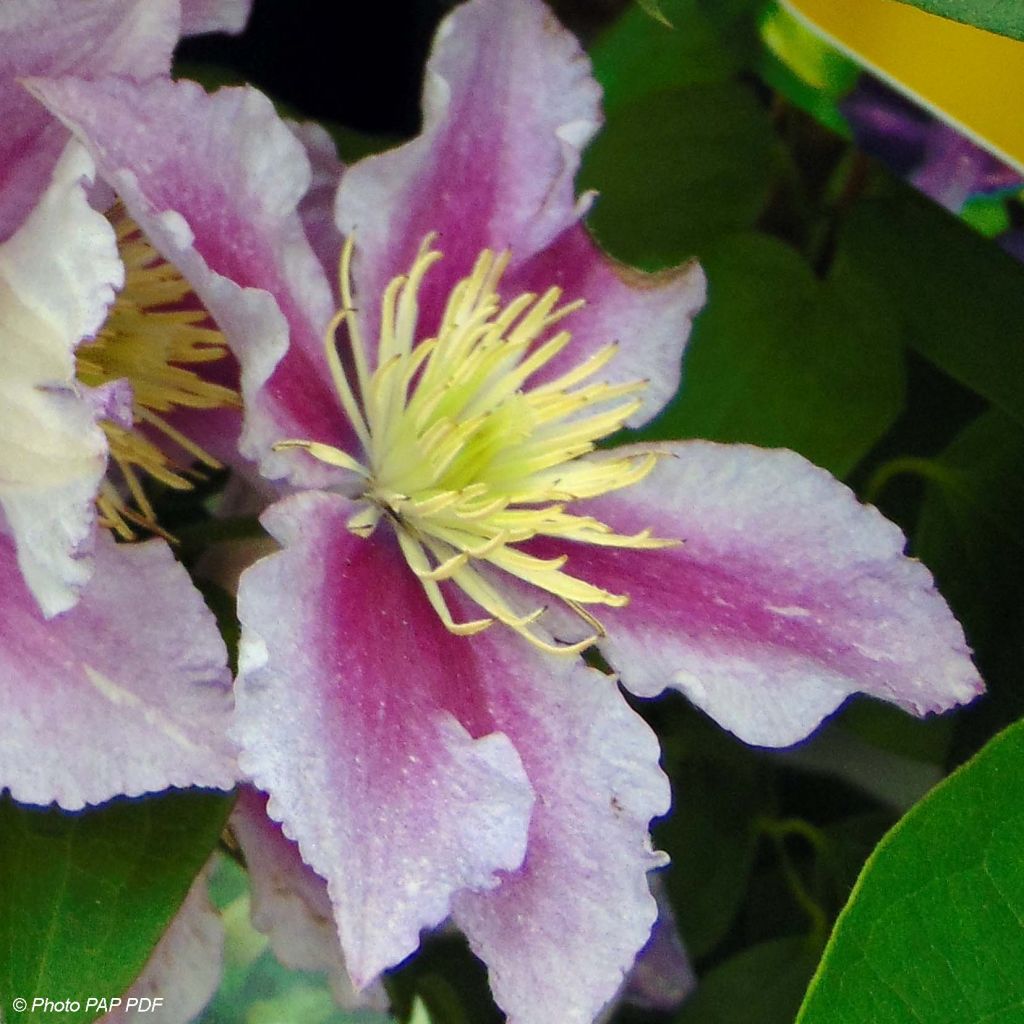 Clematis Piilu