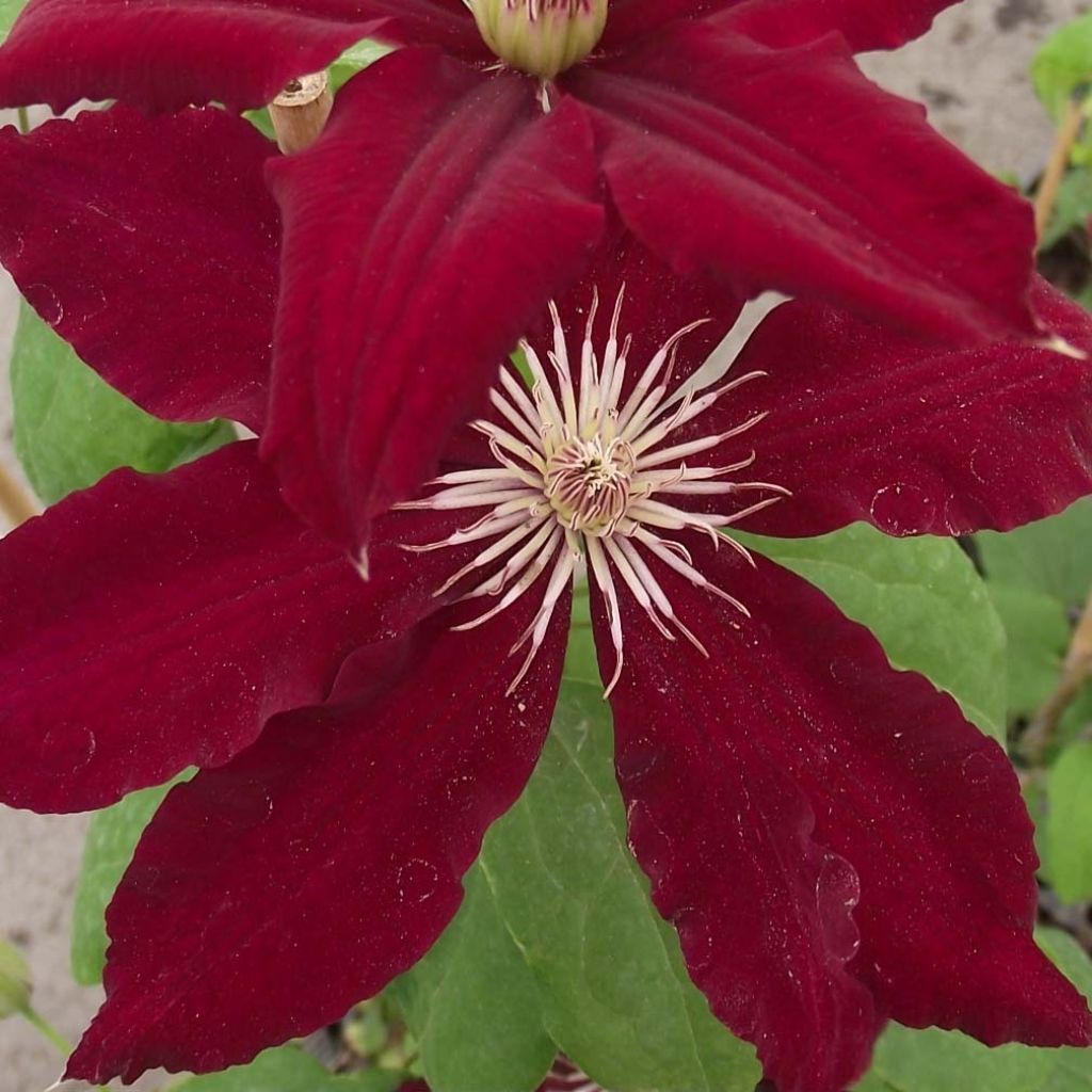 Clematis Rebecca