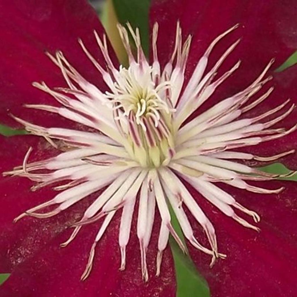 Clematis Rebecca