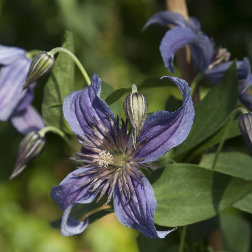 Clematis Saphyra