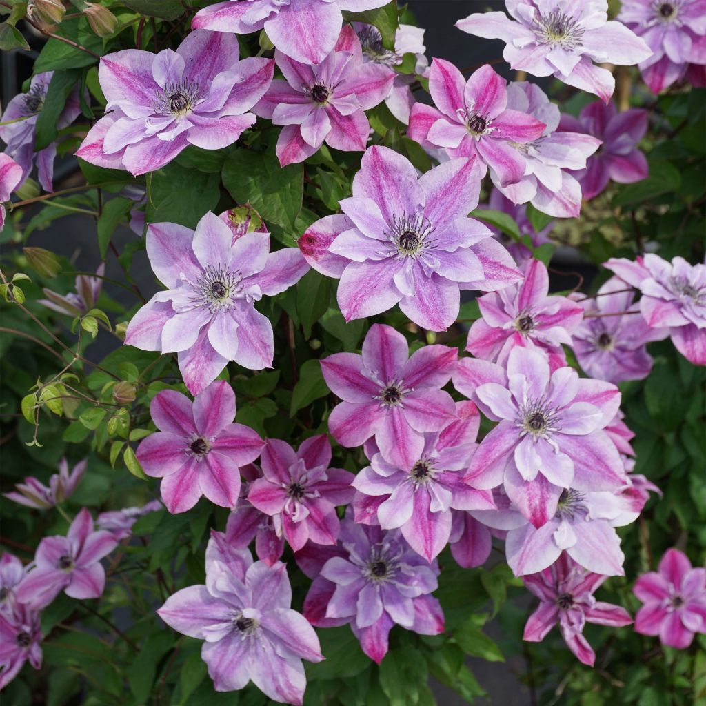 Clematis Super Cute