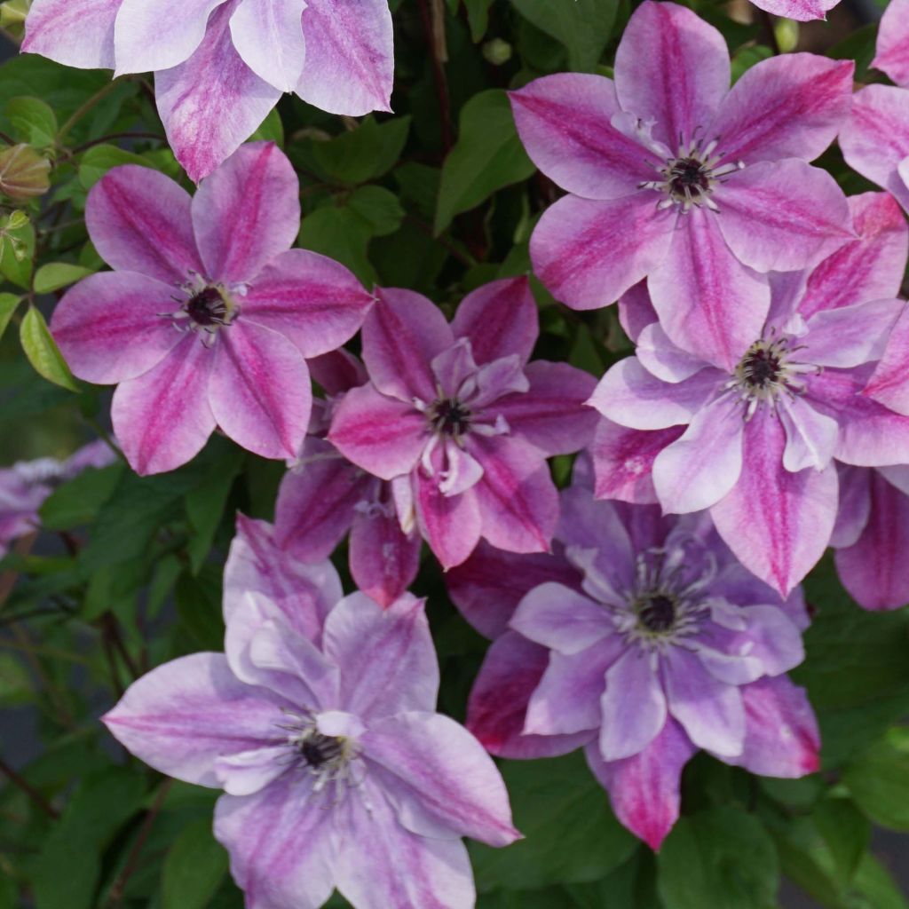 Clematis Super Cute