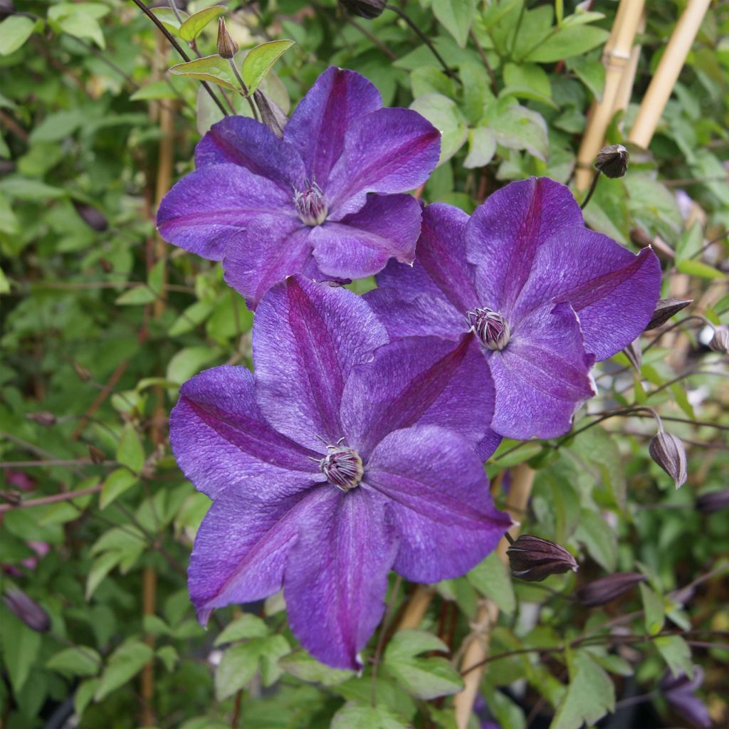 Clematis Supernight