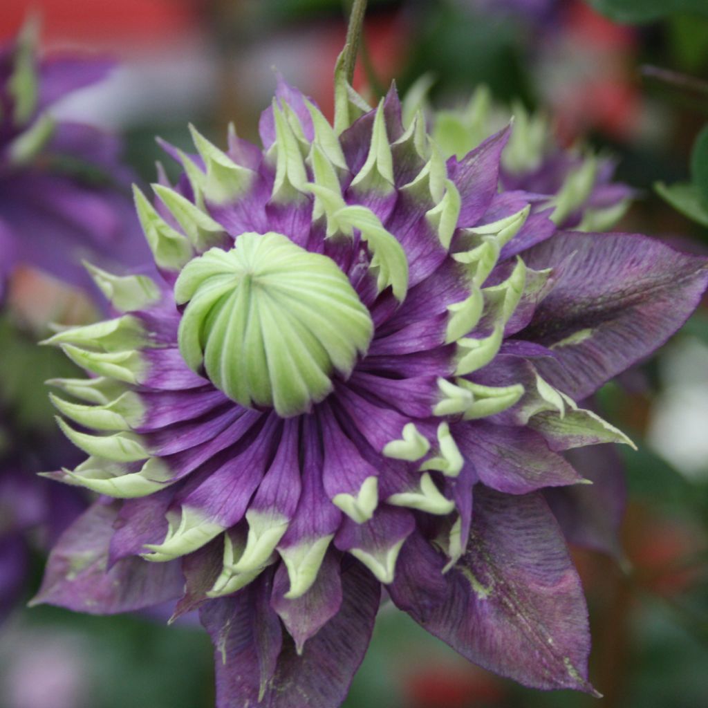 Clematis Taiga