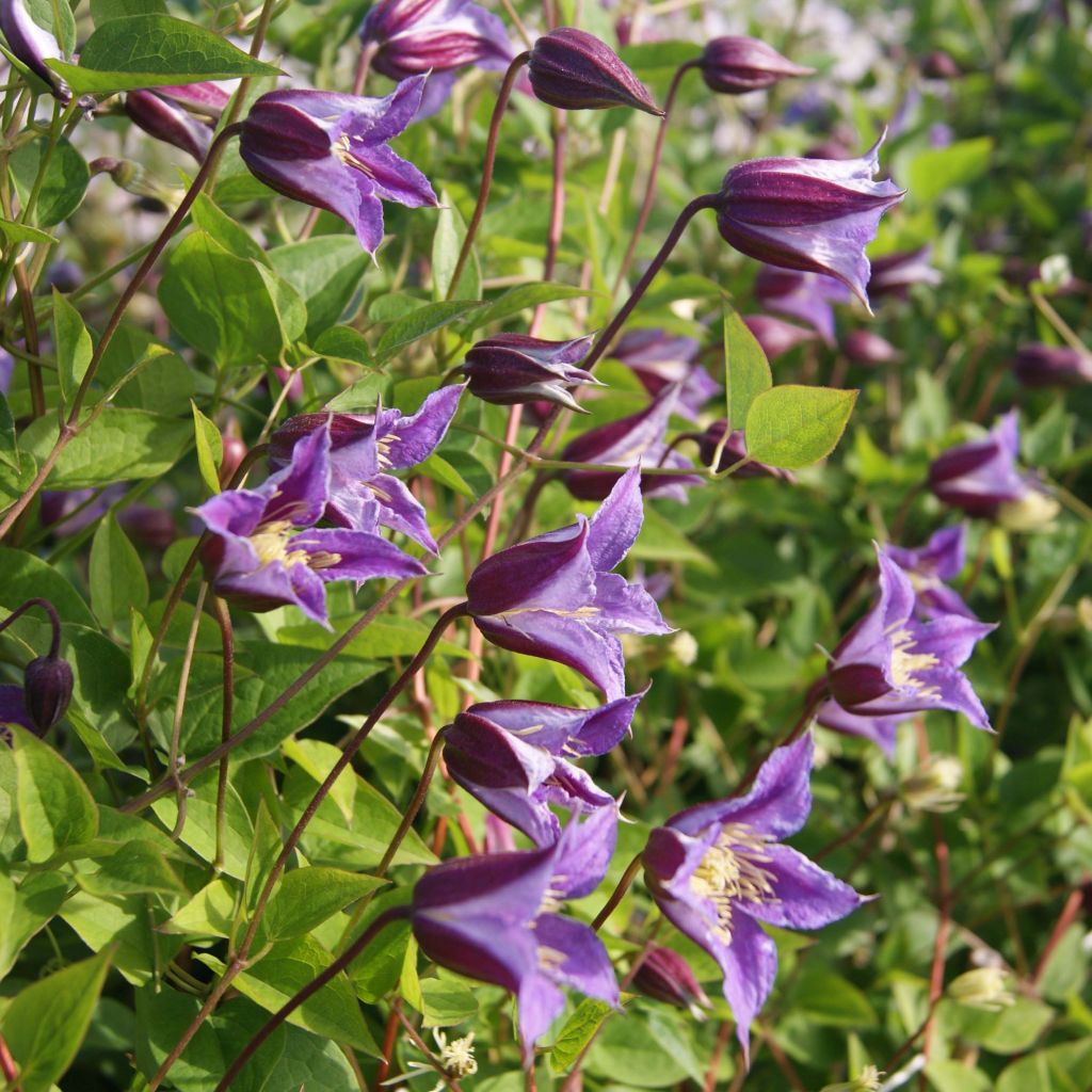 Clematis texensis Prince William - Flor de cuero escarlata