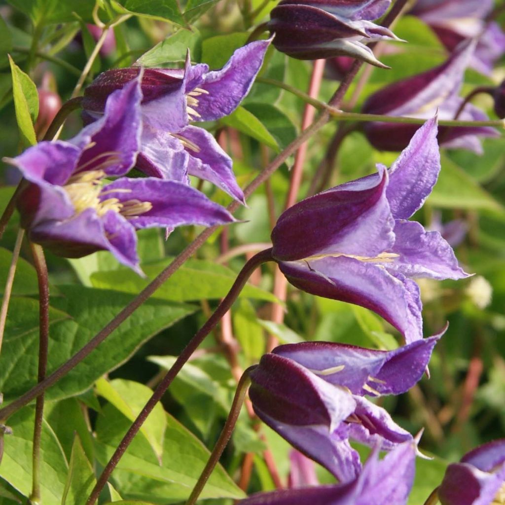 Clematis texensis Prince William - Flor de cuero escarlata