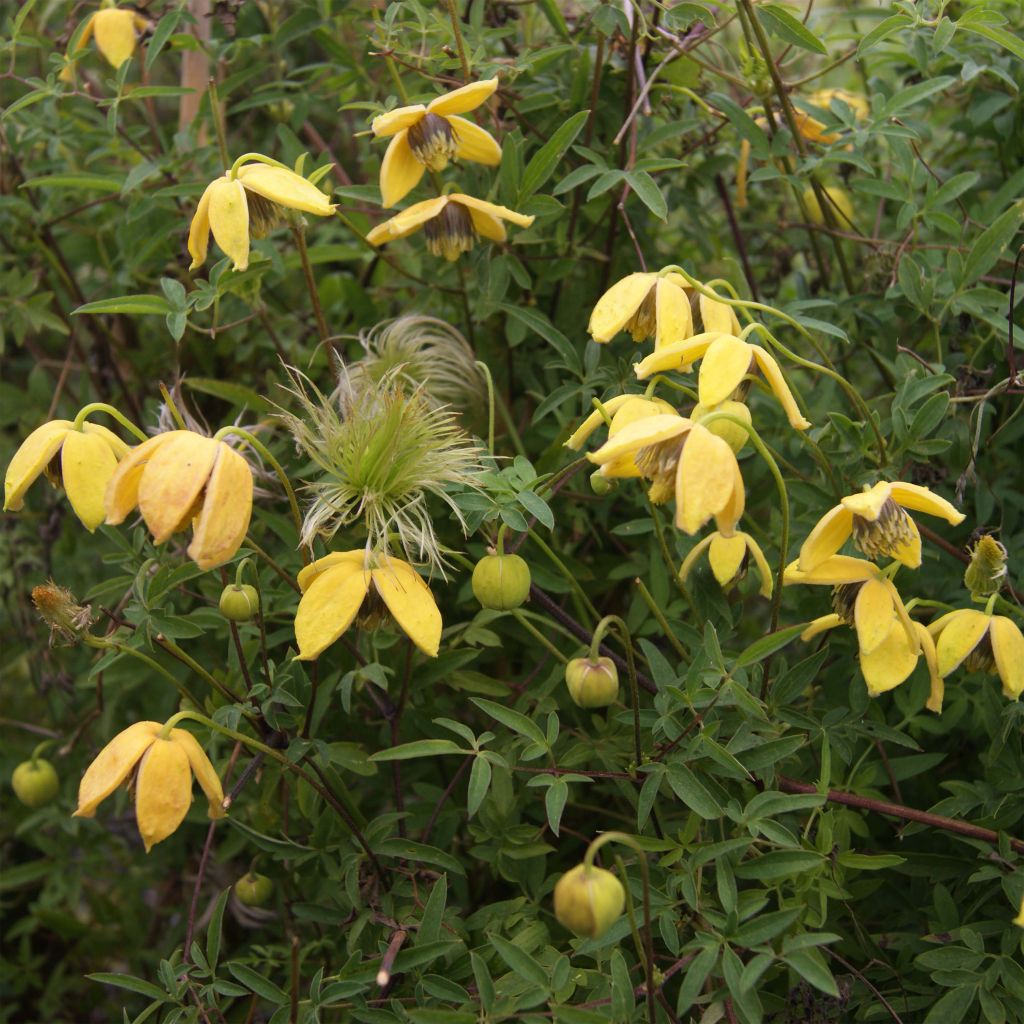 Clematis tibetana var. vernayi Orange Peel