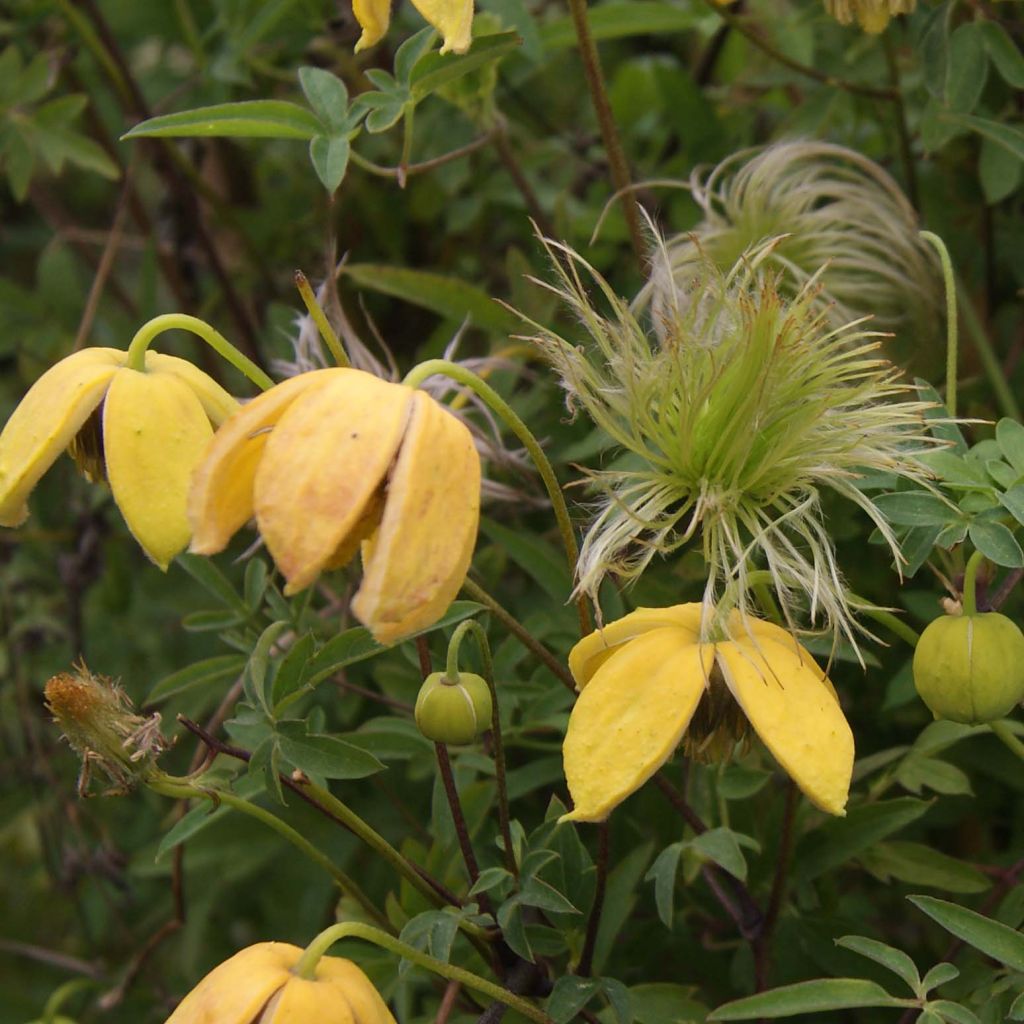 Clematis tibetana var. vernayi Orange Peel