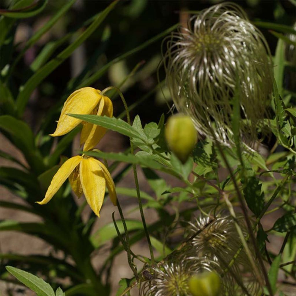 Clematis tibetana var. vernayi Orange Peel