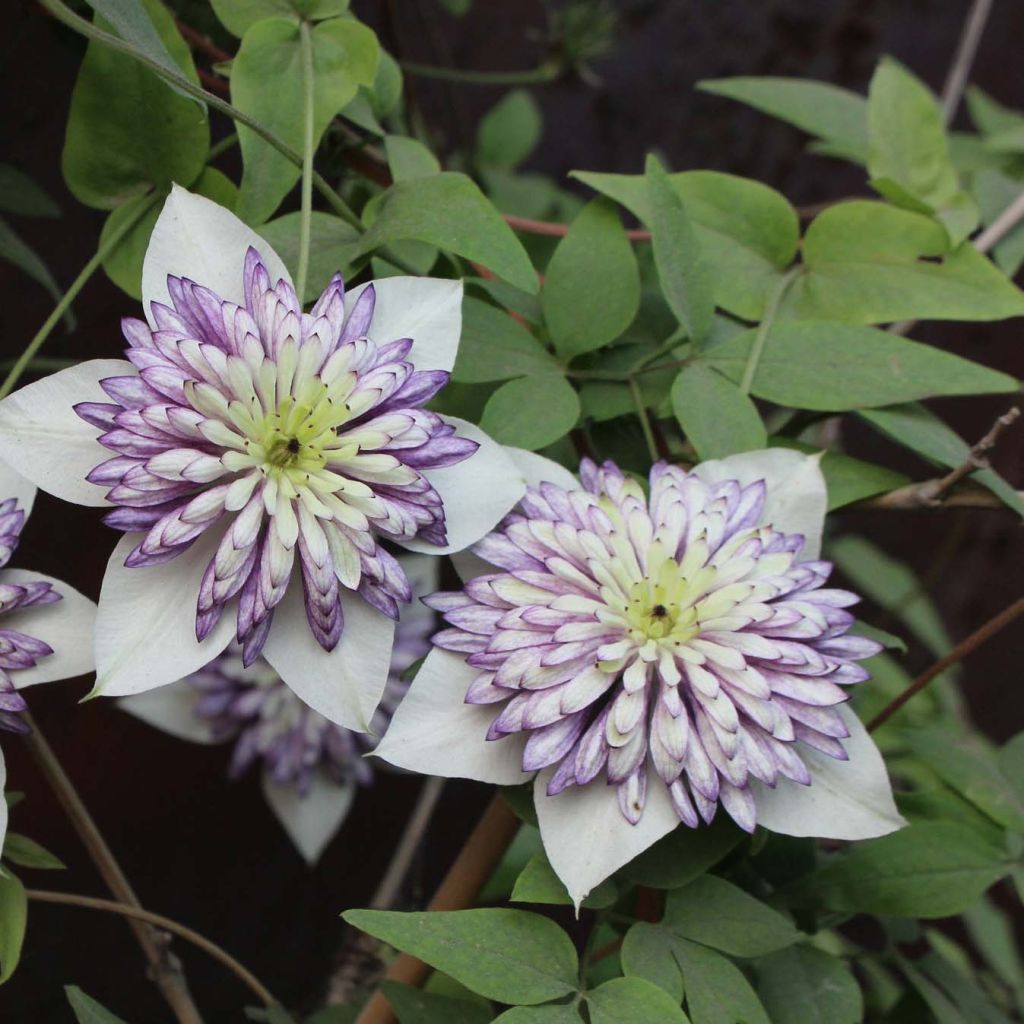 Clematis Viennetta