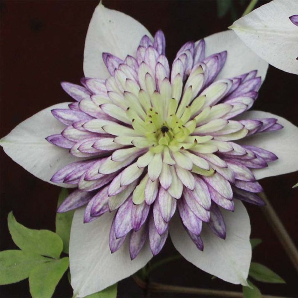 Clematis Viennetta