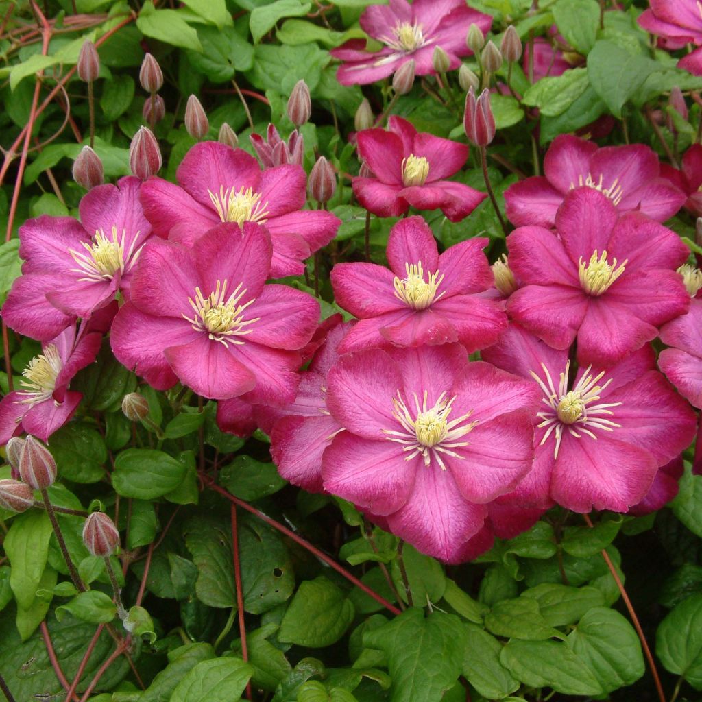 Clematis Ville de Lyon