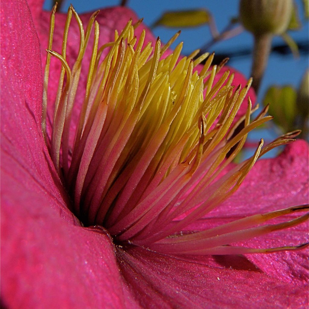 Clematis Ville de Lyon