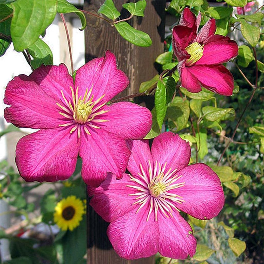 Clematis Ville de Lyon