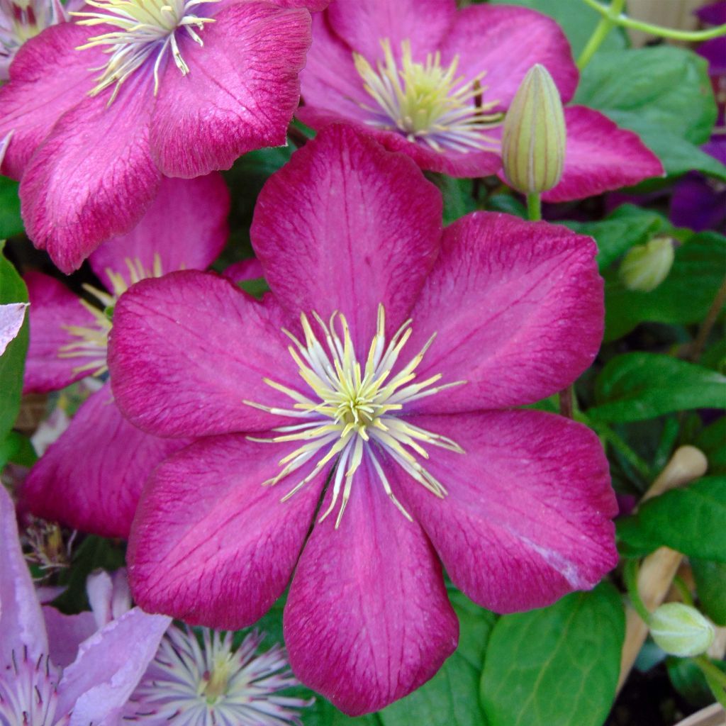 Clematis Ville de Lyon