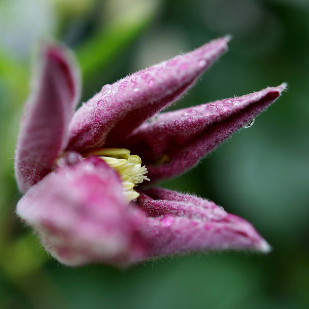 Clematis Ville de Lyon