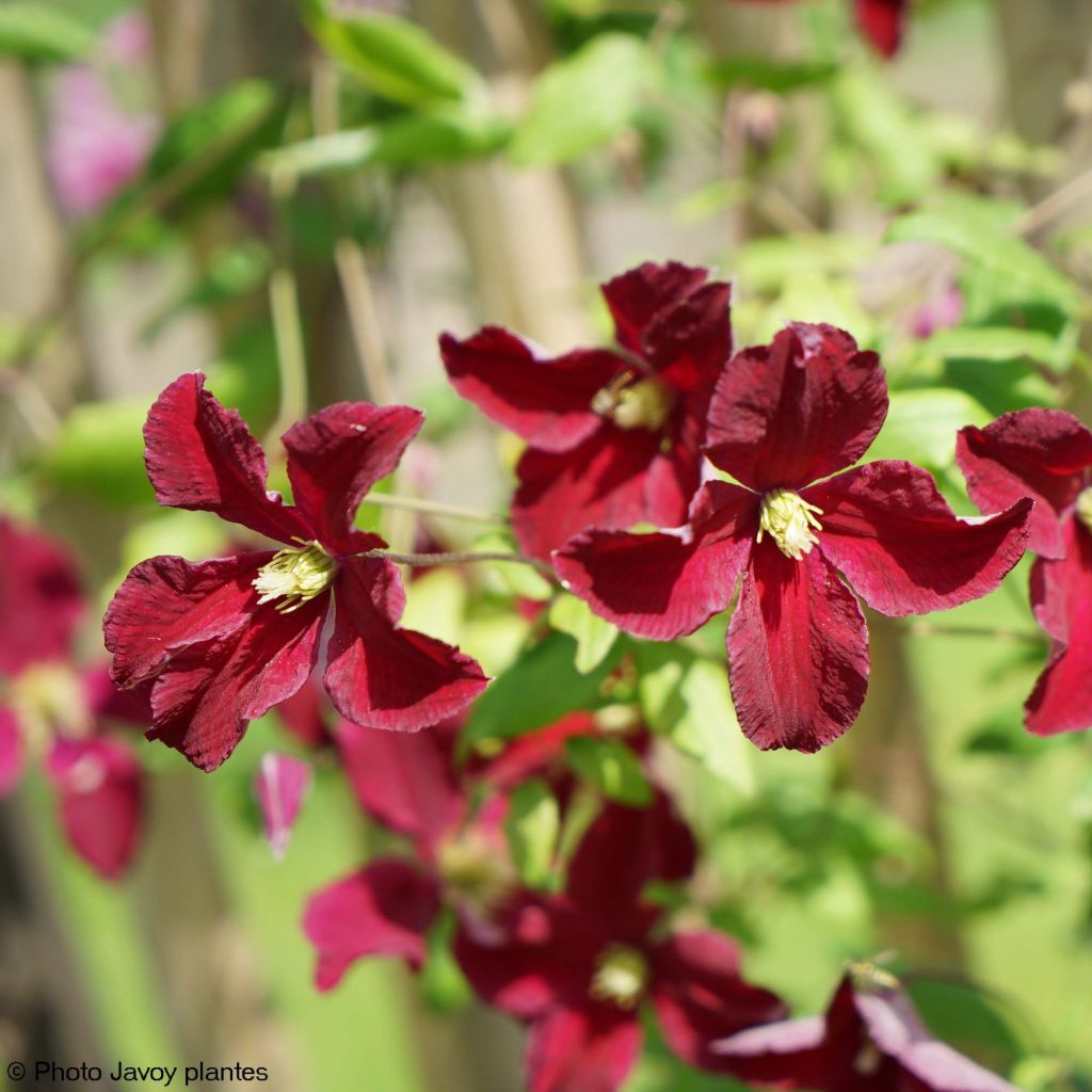 Clematis viticella Burning Love