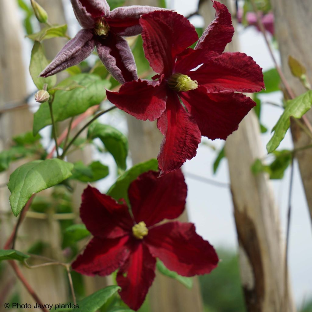 Clematis viticella Burning Love