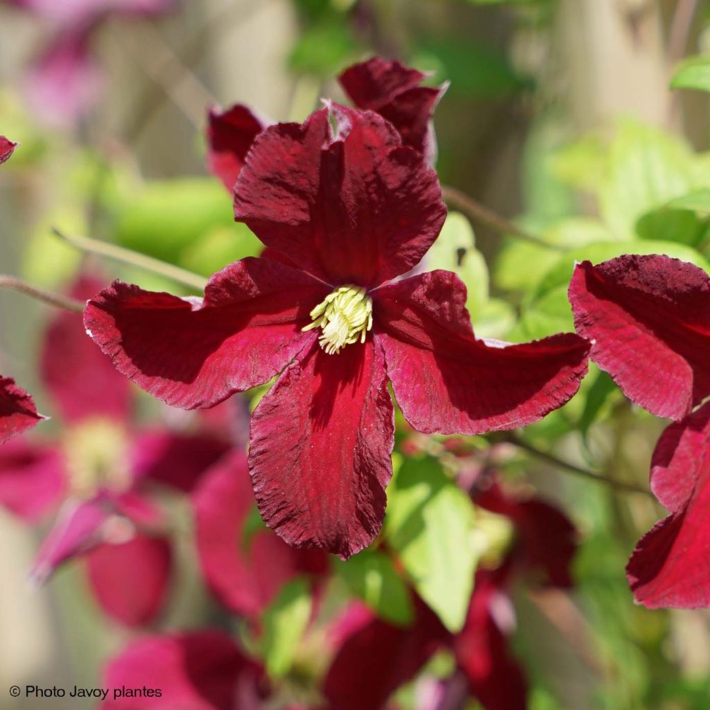 Clematis viticella Burning Love