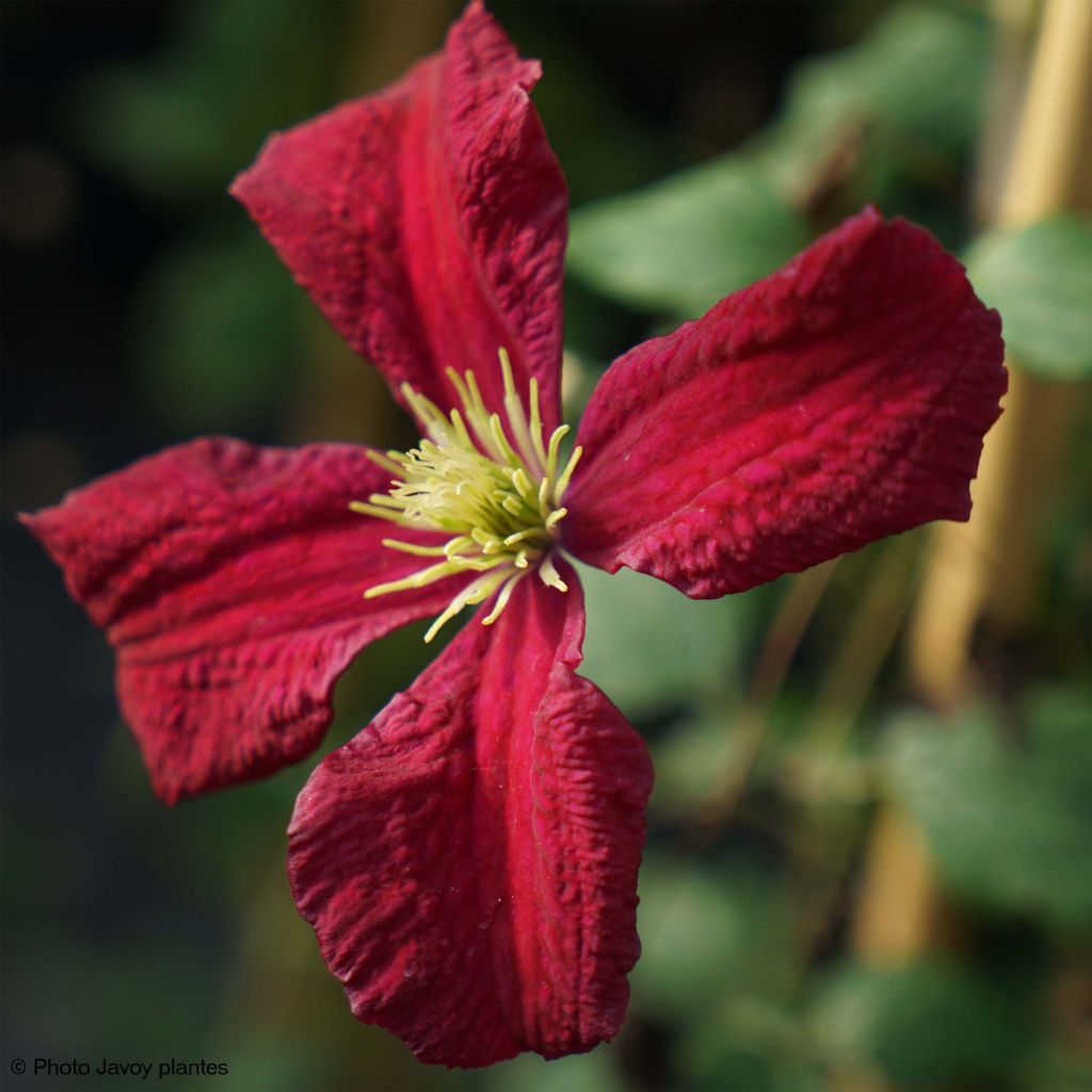 Clematis viticella Burning Love