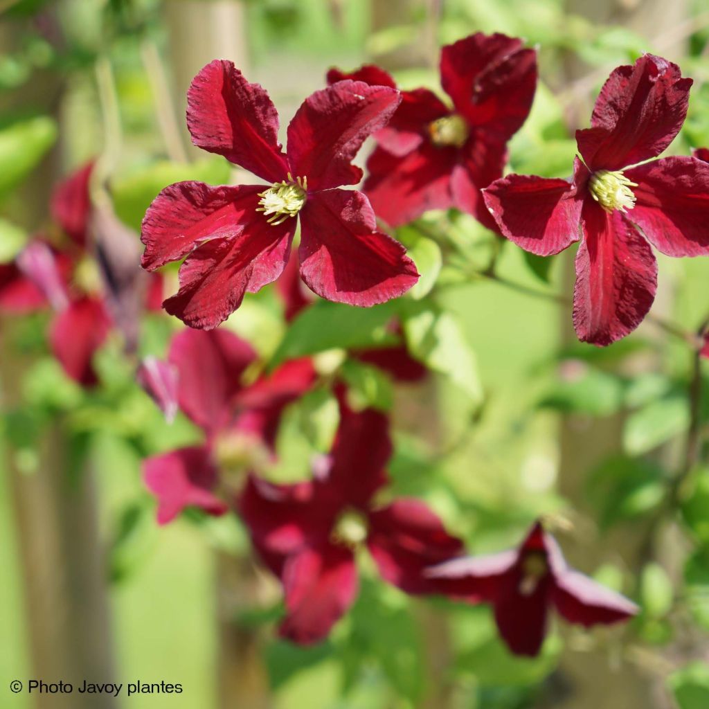 Clematis viticella Burning Love