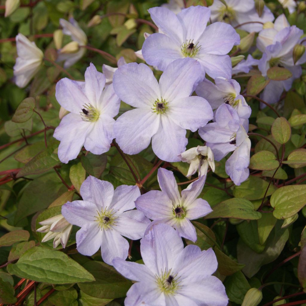 Clematis Sea Breeze