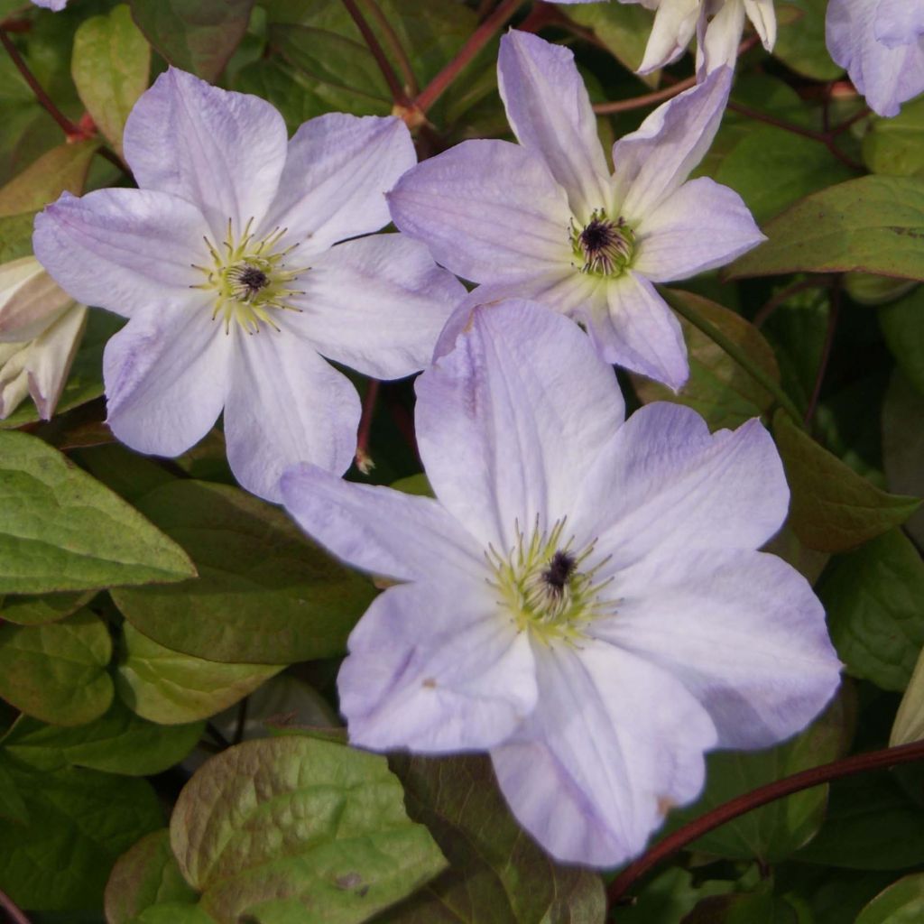 Clematis Sea Breeze