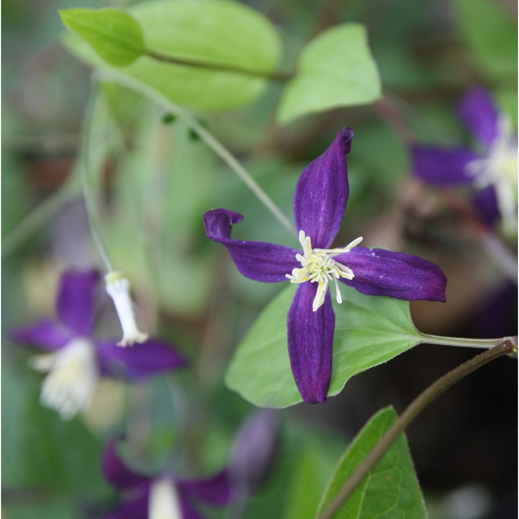 Clematis flammula Aromatica - Clemátide olorosa