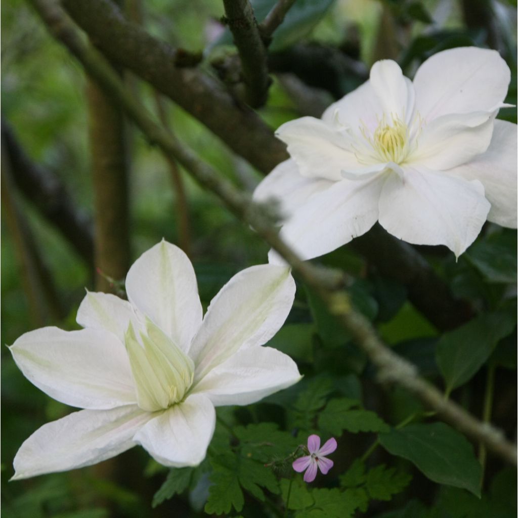 Clematis Mme Lecoultre