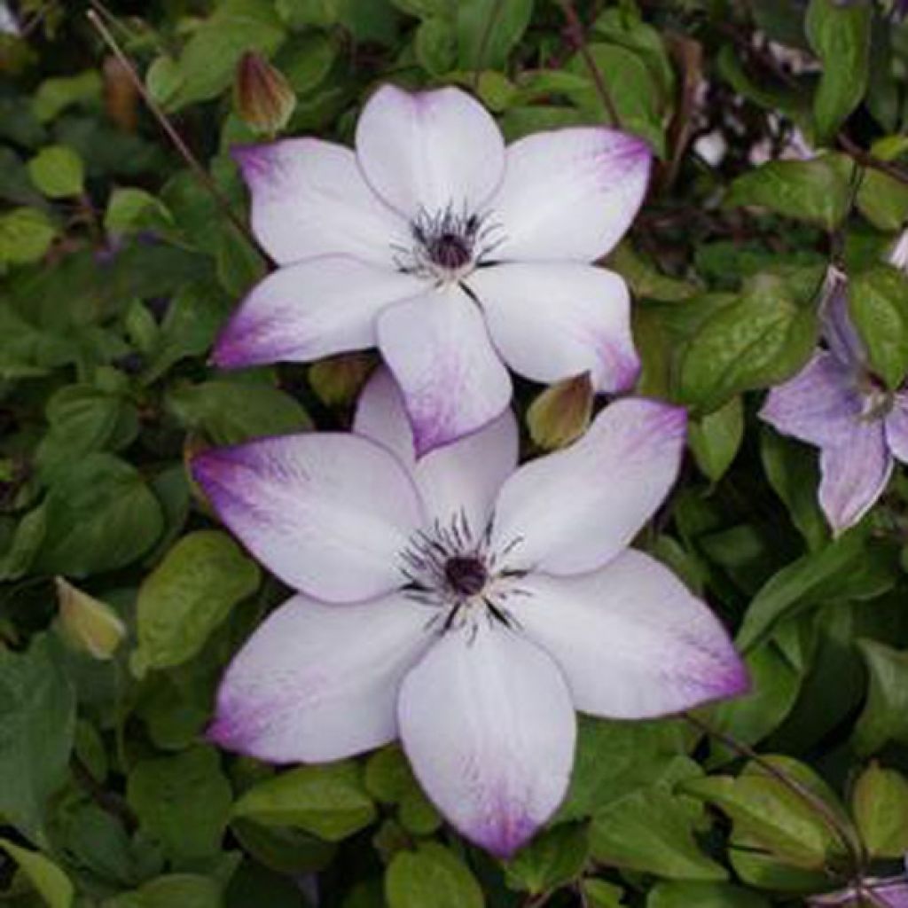 Clématite - Clematis Florida Fond Memories