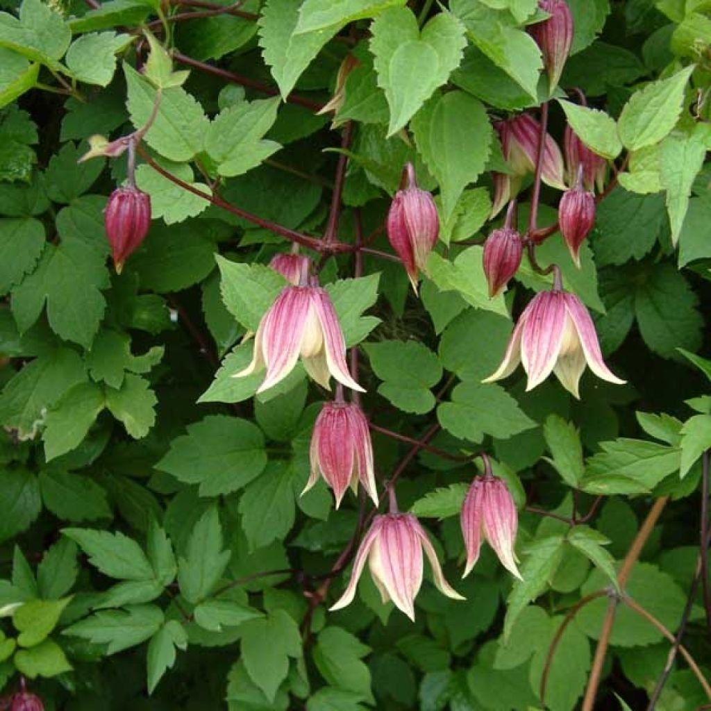 Clematis I am Red Robin