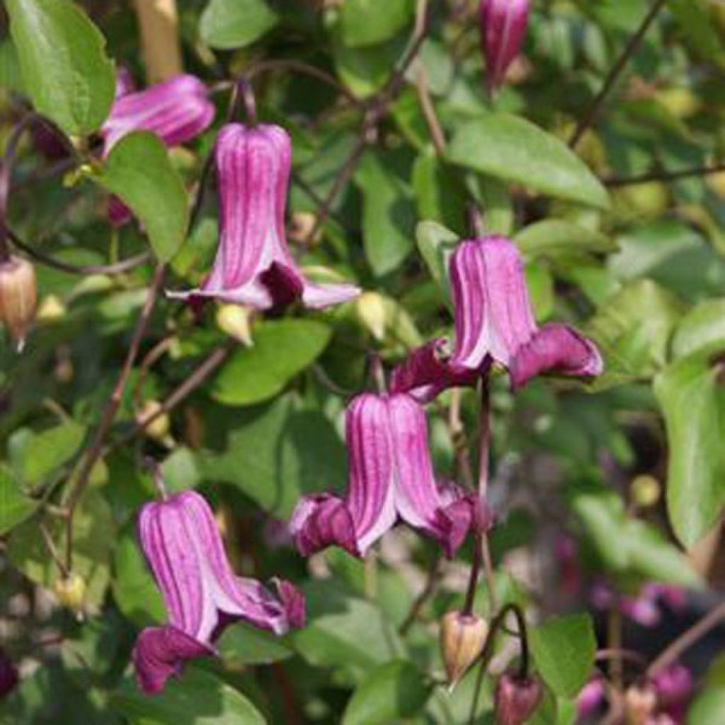 Clematis viticella Queen Mother