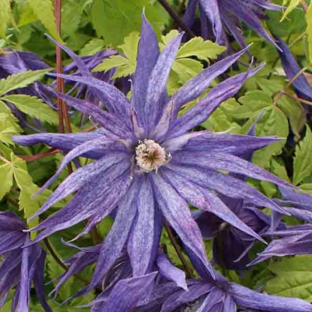 Clematis Spiky