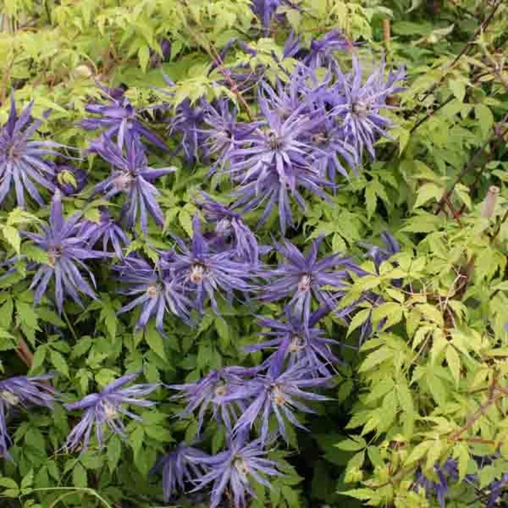 Clematis Spiky