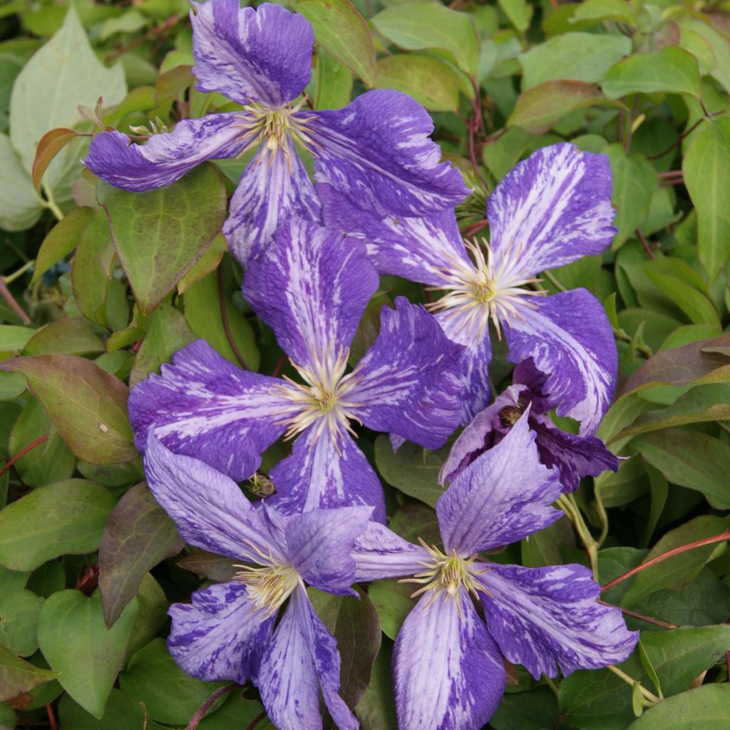 Clematite Tie Dye - Clematis - Clématite à grandes fleurs