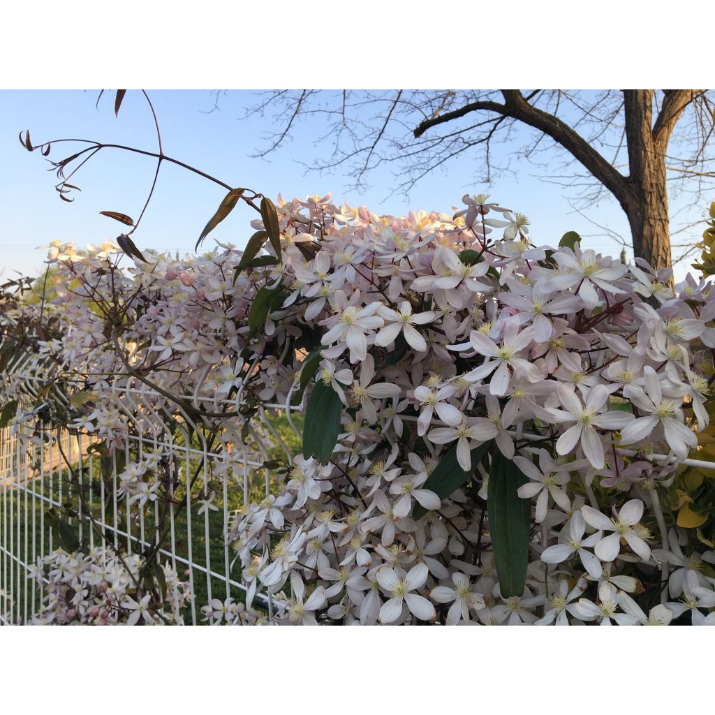 Clematis armandii Apple Blossom - Clemátide de Armand