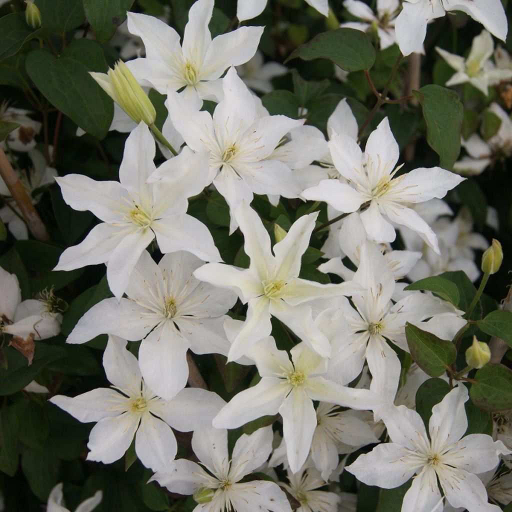 Clematis integrifolia Baby Star