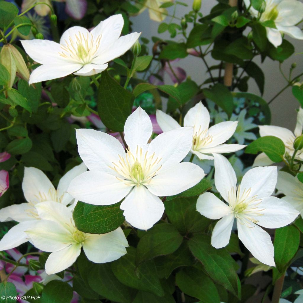 Clematis integrifolia Baby Star