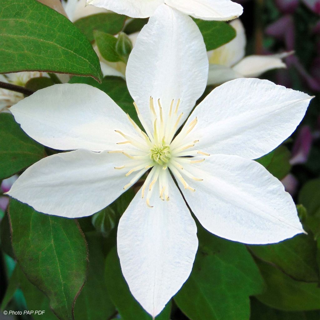 Clematis integrifolia Baby Star