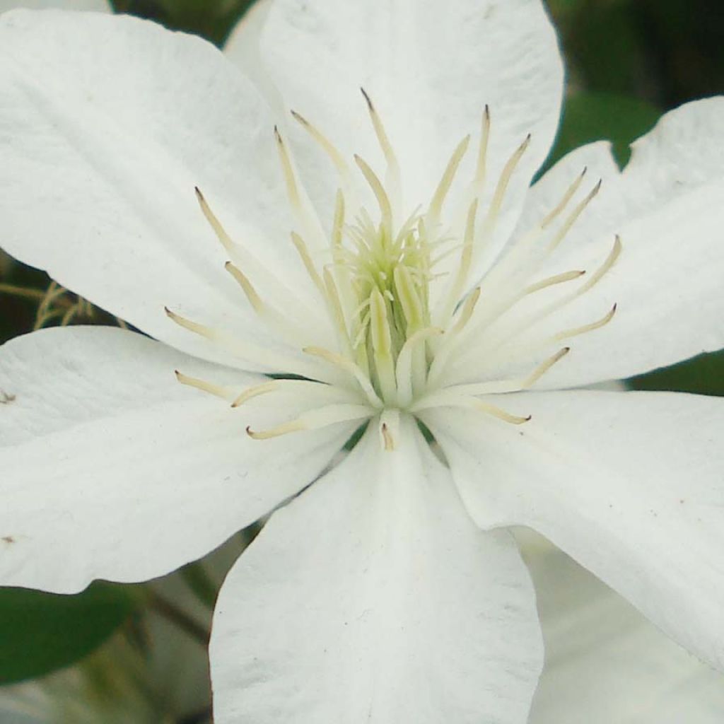 Clematis integrifolia Baby Star