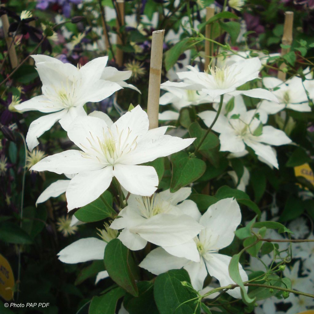 Clematis integrifolia Baby Star