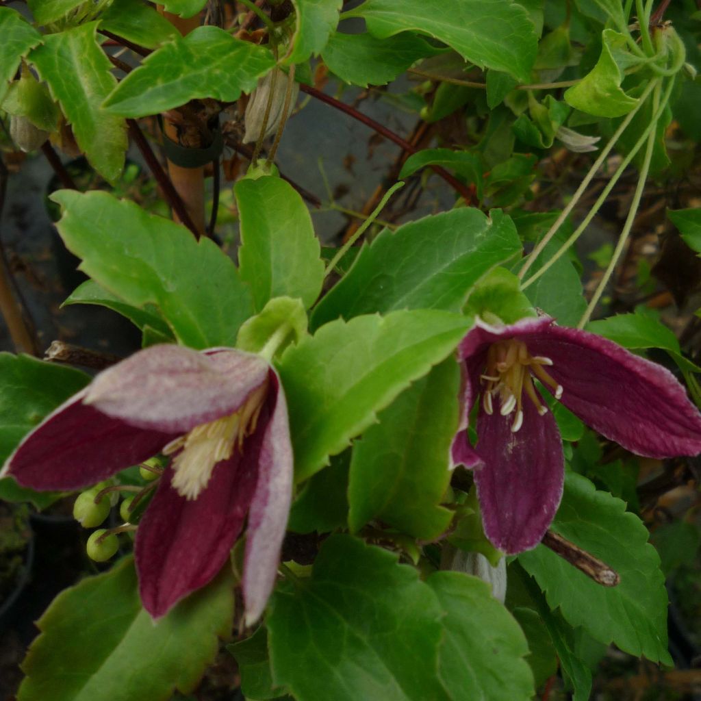 Clematis cirrhosa Lansdowne Gem - Aján