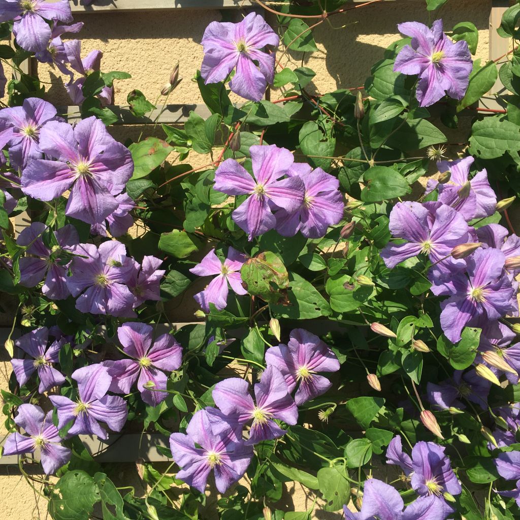 Clematis Arabella