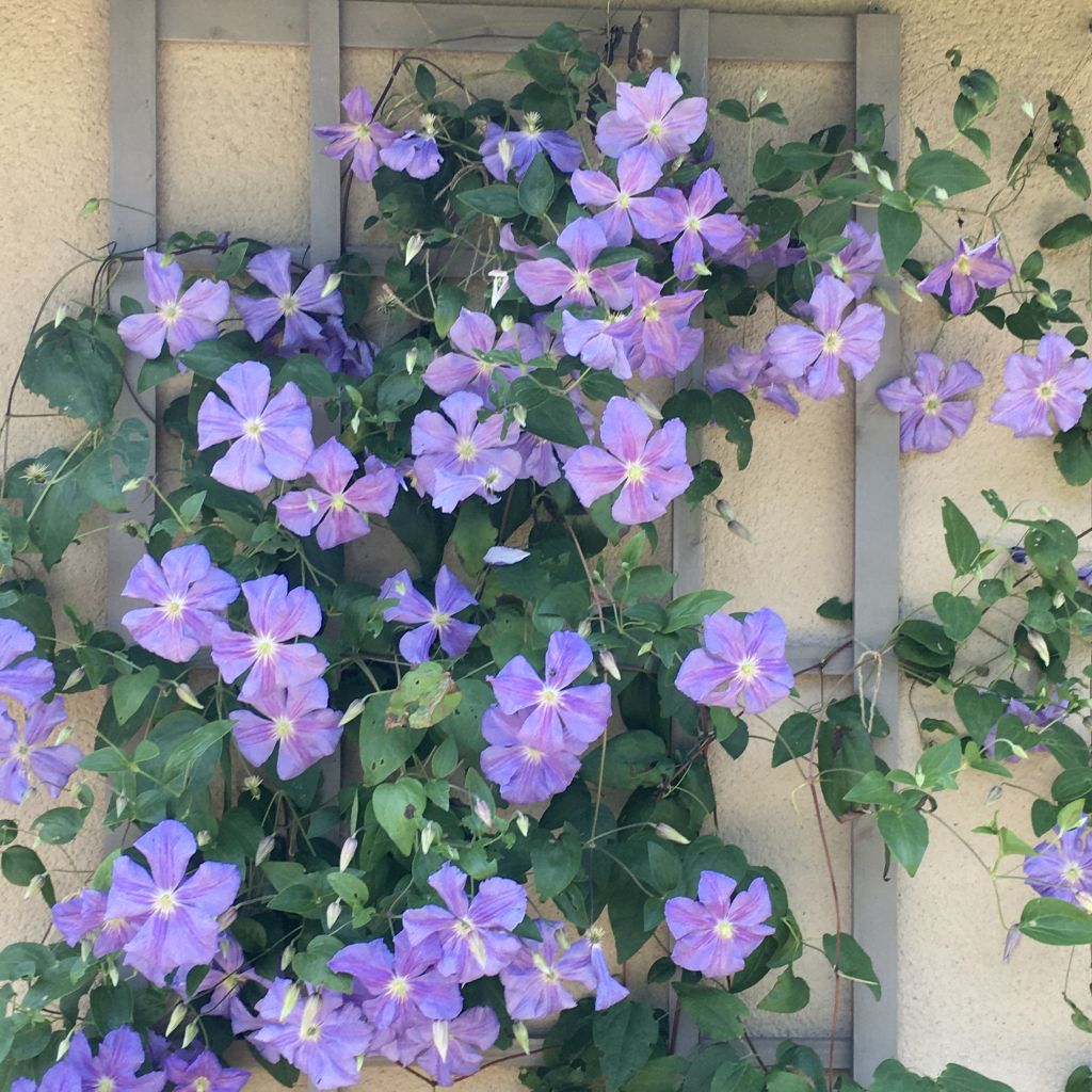 Clematis Arabella