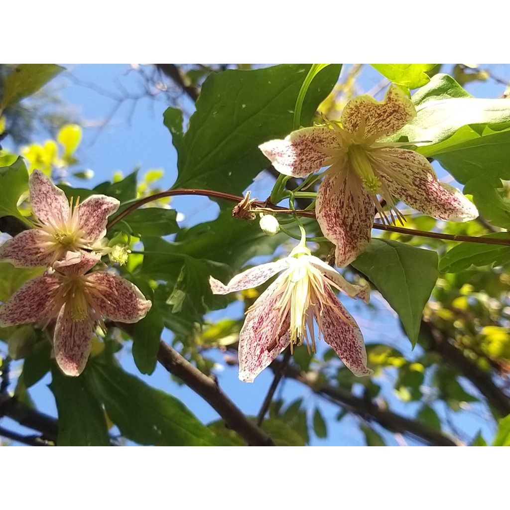 Clematis Advent Bells