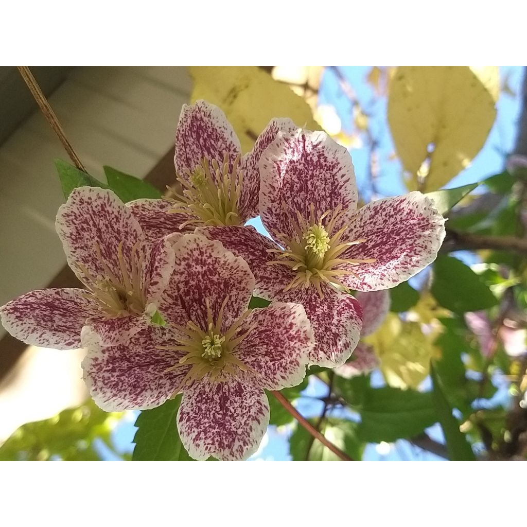 Clematis cirrhosa Freckles - Aján